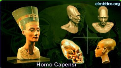 Homo Capensis